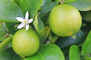 کاشت و پرورش لیمو شیرین - فوت و فن های باغبانی